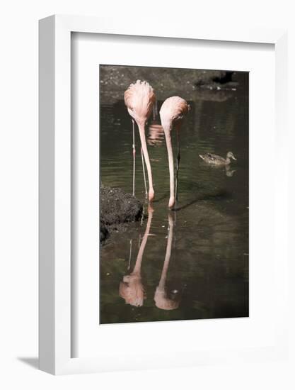 New York City, Bronx Zoo, Flamingoes (Phoenicopterus Ruber)-Samuel Magal-Framed Photographic Print