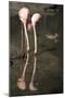 New York City, Bronx Zoo, Flamingoes (Phoenicopterus Ruber)-Samuel Magal-Mounted Photographic Print