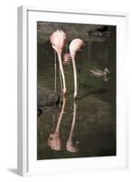 New York City, Bronx Zoo, Flamingoes (Phoenicopterus Ruber)-Samuel Magal-Framed Photographic Print