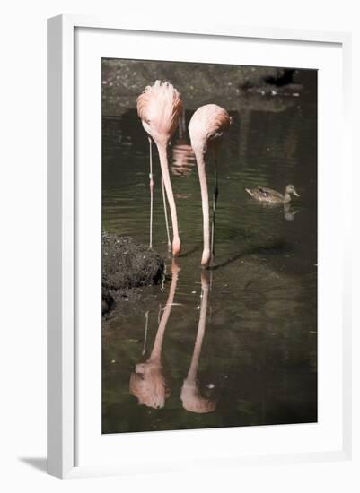 New York City, Bronx Zoo, Flamingoes (Phoenicopterus Ruber)-Samuel Magal-Framed Photographic Print