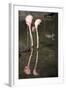 New York City, Bronx Zoo, Flamingoes (Phoenicopterus Ruber)-Samuel Magal-Framed Photographic Print