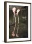 New York City, Bronx Zoo, Flamingoes (Phoenicopterus Ruber)-Samuel Magal-Framed Photographic Print