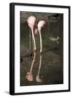 New York City, Bronx Zoo, Flamingoes (Phoenicopterus Ruber)-Samuel Magal-Framed Photographic Print