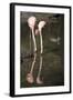 New York City, Bronx Zoo, Flamingoes (Phoenicopterus Ruber)-Samuel Magal-Framed Photographic Print