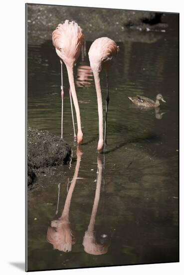 New York City, Bronx Zoo, Flamingoes (Phoenicopterus Ruber)-Samuel Magal-Mounted Photographic Print