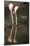 New York City, Bronx Zoo, Flamingoes (Phoenicopterus Ruber)-Samuel Magal-Mounted Photographic Print