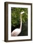 New York City, Bronx Zoo, Flamingoes (Phoenicopterus Ruber)-Samuel Magal-Framed Photographic Print