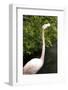 New York City, Bronx Zoo, Flamingoes (Phoenicopterus Ruber)-Samuel Magal-Framed Photographic Print