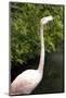 New York City, Bronx Zoo, Flamingoes (Phoenicopterus Ruber)-Samuel Magal-Mounted Photographic Print