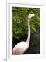 New York City, Bronx Zoo, Flamingoes (Phoenicopterus Ruber)-Samuel Magal-Framed Photographic Print