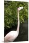 New York City, Bronx Zoo, Flamingoes (Phoenicopterus Ruber)-Samuel Magal-Mounted Photographic Print