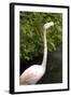 New York City, Bronx Zoo, Flamingoes (Phoenicopterus Ruber)-Samuel Magal-Framed Photographic Print