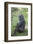 New York City, Bronx Zoo, Gorilla-Samuel Magal-Framed Photographic Print