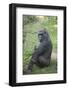 New York City, Bronx Zoo, Gorilla-Samuel Magal-Framed Photographic Print