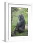 New York City, Bronx Zoo, Gorilla-Samuel Magal-Framed Photographic Print