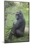 New York City, Bronx Zoo, Gorilla-Samuel Magal-Mounted Photographic Print