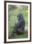 New York City, Bronx Zoo, Gorilla-Samuel Magal-Framed Photographic Print