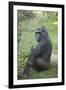 New York City, Bronx Zoo, Gorilla-Samuel Magal-Framed Photographic Print