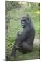 New York City, Bronx Zoo, Gorilla-Samuel Magal-Mounted Photographic Print