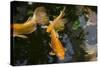New York City, Bronx Zoo, Koi Fish Pond-Samuel Magal-Stretched Canvas
