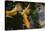 New York City, Bronx Zoo, Koi Fish Pond-Samuel Magal-Stretched Canvas