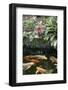 New York City, Bronx Zoo, Koi Fish Pond-Samuel Magal-Framed Photographic Print