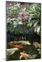 New York City, Bronx Zoo, Koi Fish Pond-Samuel Magal-Mounted Photographic Print