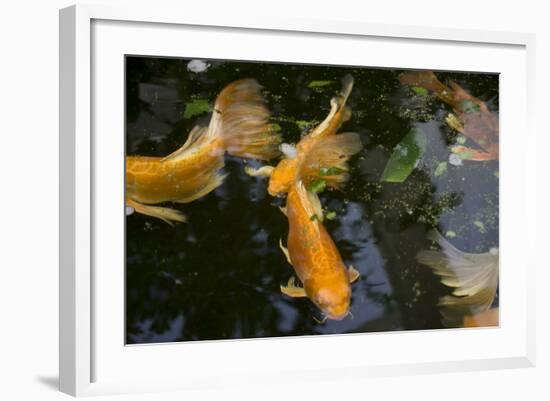 New York City, Bronx Zoo, Koi Fish Pond-Samuel Magal-Framed Photographic Print