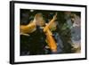 New York City, Bronx Zoo, Koi Fish Pond-Samuel Magal-Framed Photographic Print