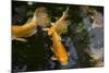 New York City, Bronx Zoo, Koi Fish Pond-Samuel Magal-Mounted Photographic Print