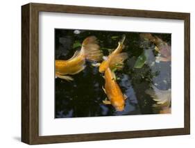 New York City, Bronx Zoo, Koi Fish Pond-Samuel Magal-Framed Photographic Print