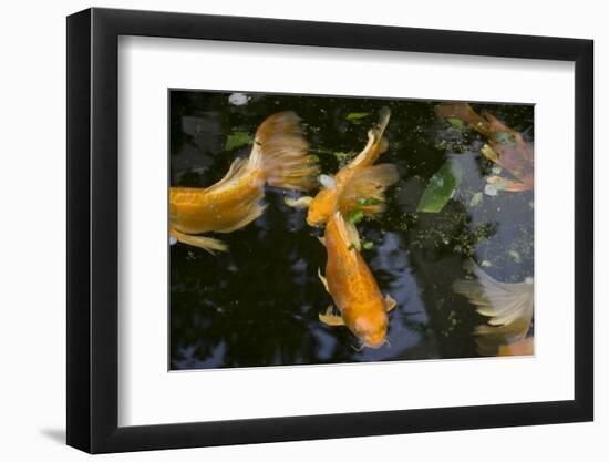 New York City, Bronx Zoo, Koi Fish Pond-Samuel Magal-Framed Photographic Print