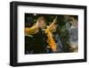 New York City, Bronx Zoo, Koi Fish Pond-Samuel Magal-Framed Photographic Print