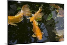 New York City, Bronx Zoo, Koi Fish Pond-Samuel Magal-Mounted Photographic Print