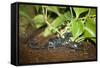 New York City, Bronx Zoo, Scorpion-Samuel Magal-Framed Stretched Canvas