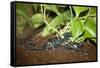 New York City, Bronx Zoo, Scorpion-Samuel Magal-Framed Stretched Canvas