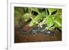 New York City, Bronx Zoo, Scorpion-Samuel Magal-Framed Photographic Print