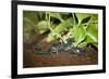 New York City, Bronx Zoo, Scorpion-Samuel Magal-Framed Photographic Print