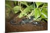 New York City, Bronx Zoo, Scorpion-Samuel Magal-Mounted Photographic Print