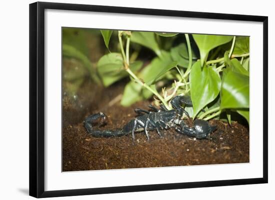 New York City, Bronx Zoo, Scorpion-Samuel Magal-Framed Photographic Print