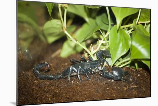 New York City, Bronx Zoo, Scorpion-Samuel Magal-Mounted Photographic Print