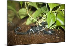 New York City, Bronx Zoo, Scorpion-Samuel Magal-Mounted Photographic Print