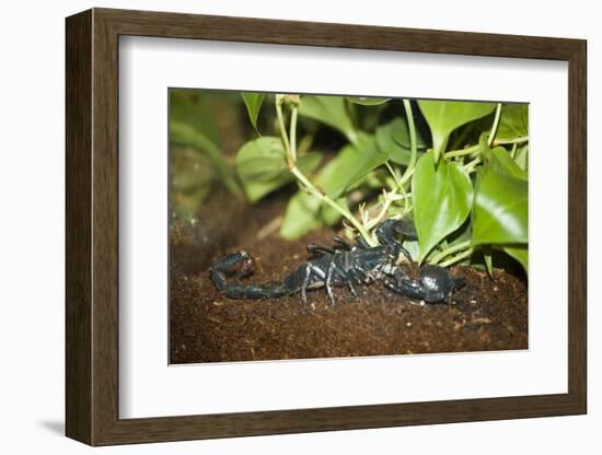 New York City, Bronx Zoo, Scorpion-Samuel Magal-Framed Photographic Print