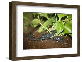 New York City, Bronx Zoo, Scorpion-Samuel Magal-Framed Photographic Print