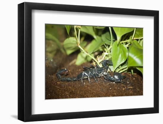 New York City, Bronx Zoo, Scorpion-Samuel Magal-Framed Photographic Print