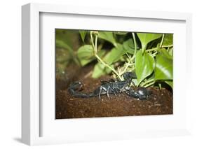 New York City, Bronx Zoo, Scorpion-Samuel Magal-Framed Photographic Print