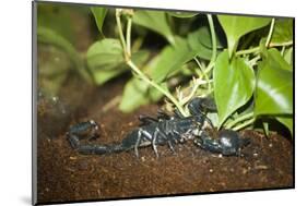 New York City, Bronx Zoo, Scorpion-Samuel Magal-Mounted Photographic Print