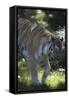 New York City, Bronx Zoo, Tiger-Samuel Magal-Framed Stretched Canvas