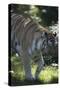 New York City, Bronx Zoo, Tiger-Samuel Magal-Stretched Canvas