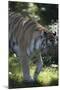 New York City, Bronx Zoo, Tiger-Samuel Magal-Mounted Photographic Print